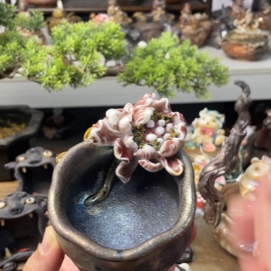 荷花蝴蝶荷花呼吸