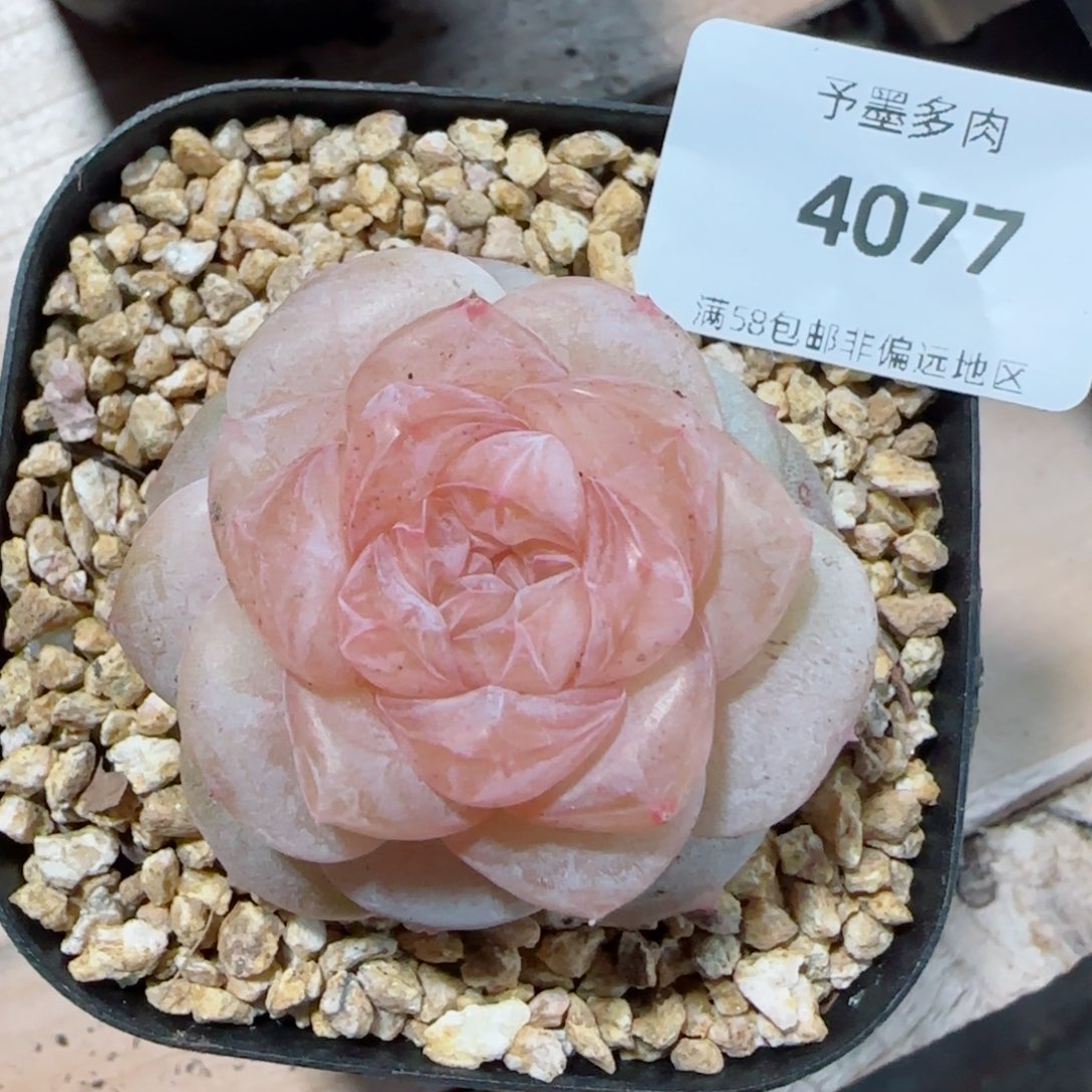 冰奶糖，4077多肉植物
