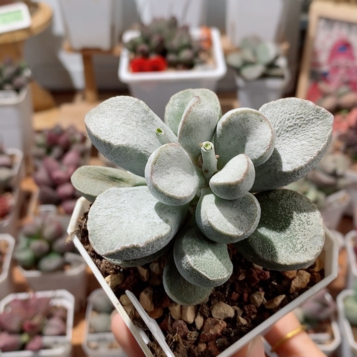 白雪公主水泡多肉植物