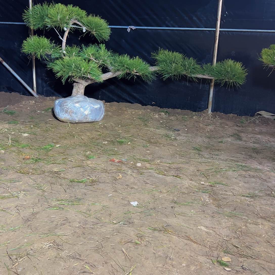 无花朵爱****所888888888888