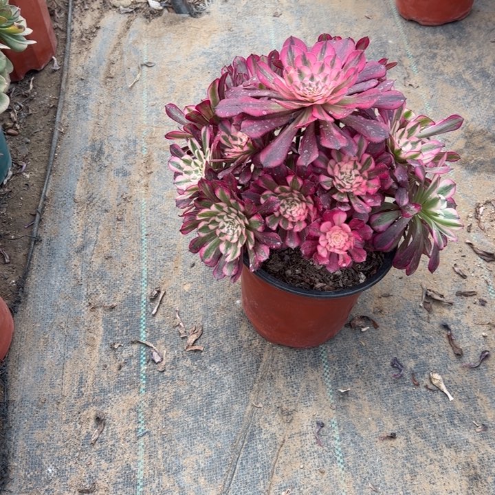 4红铜壶白多肉多肉