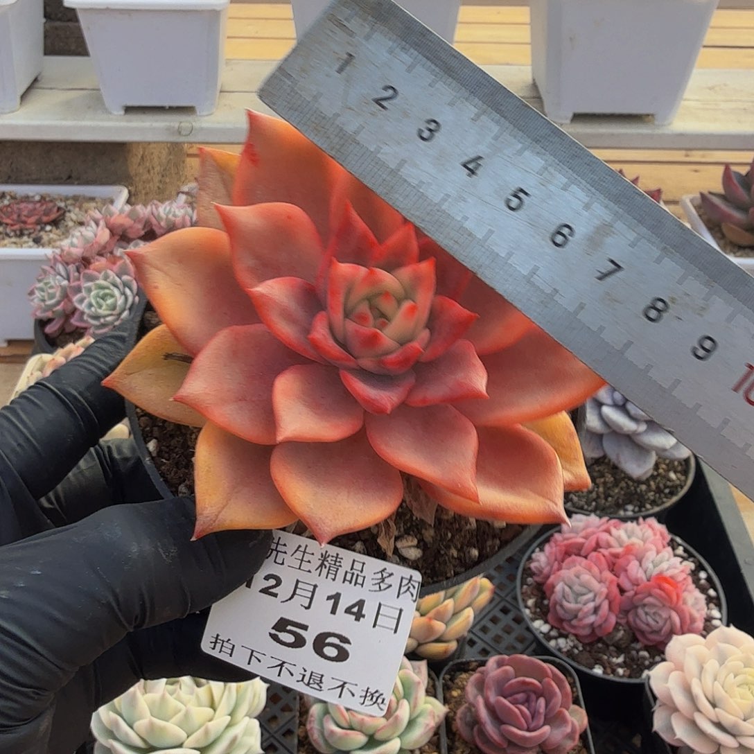 1214-56秋美拉锦单头