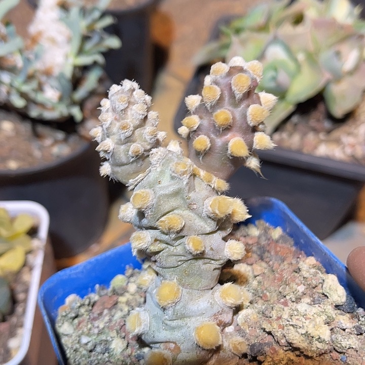 满38包邮2天凑单，脱土晾根发货多肉植物