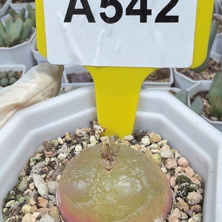 542密密麻麻密密麻麻妈妈们