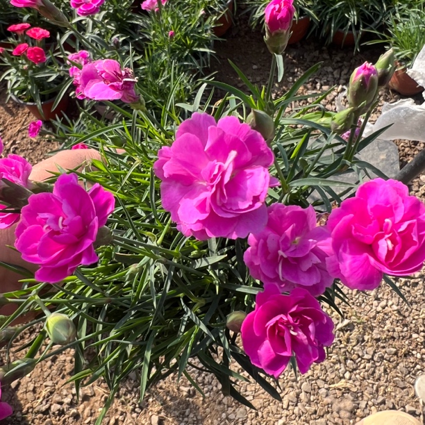 【芳香石竹】四季开花耐寒耐热耐踩踏庭院绿化开花草坪 