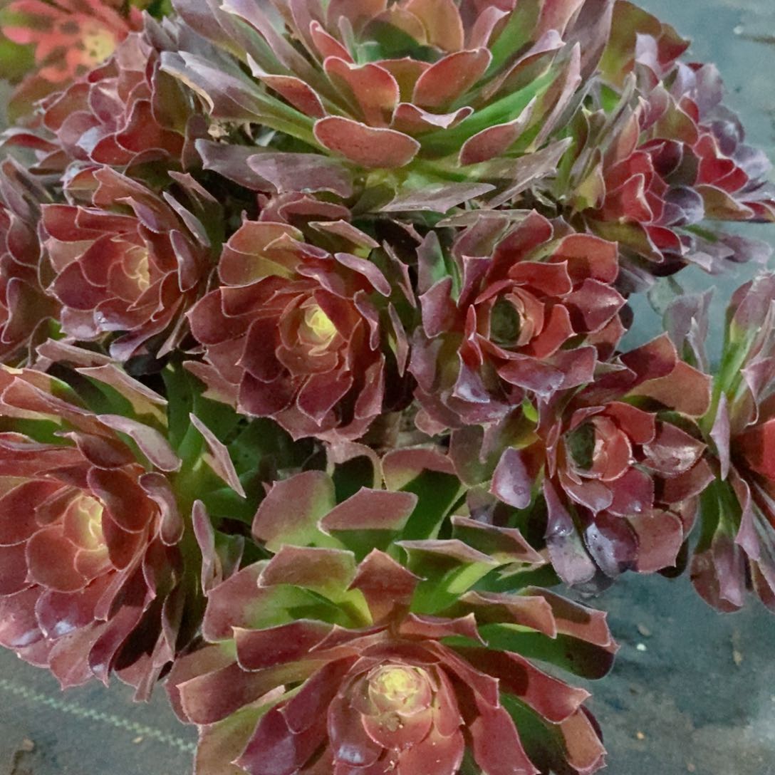 荷兰玫瑰653多肉11111