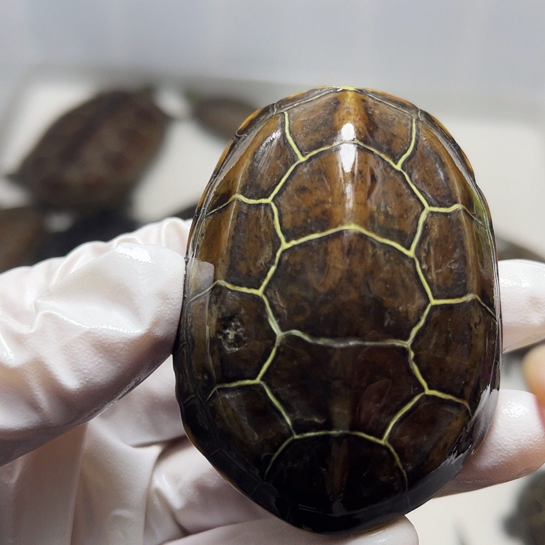 中华草龟公1237566