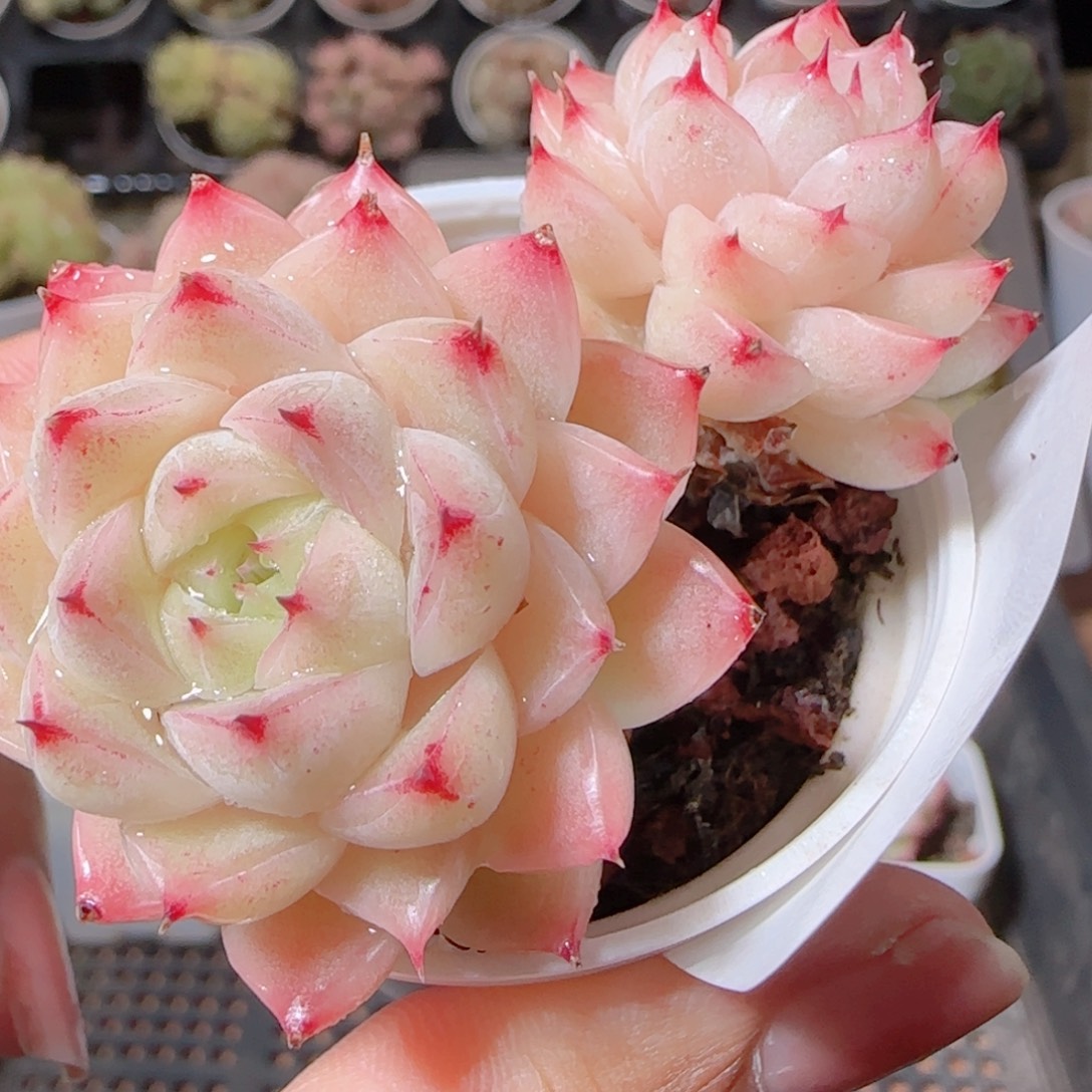 花语多肉1207-31散