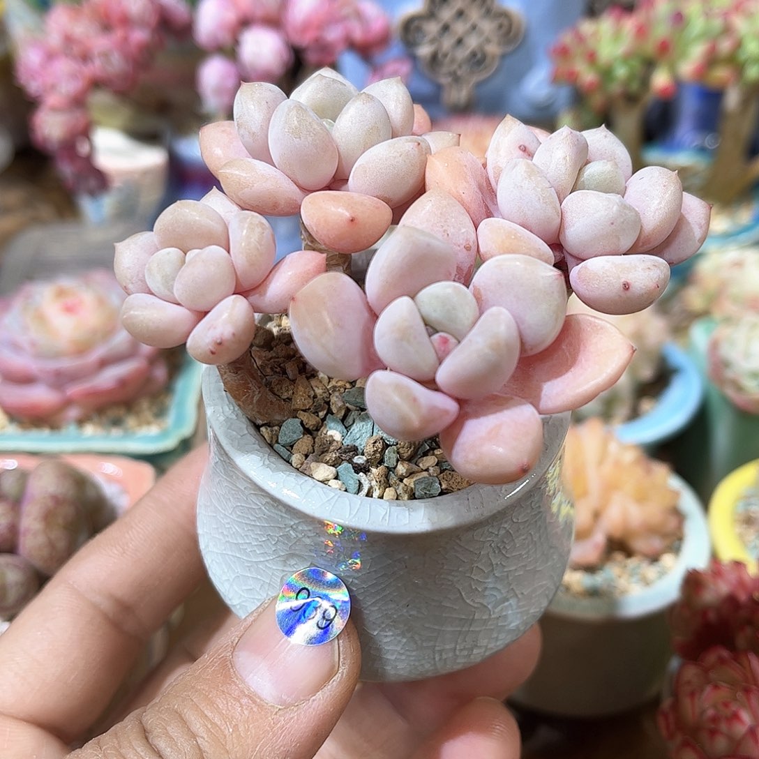 939 含盆含土发货 30包邮偏远除外