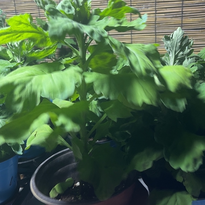 当前无花朵，栽培后可花朵国华朱夏