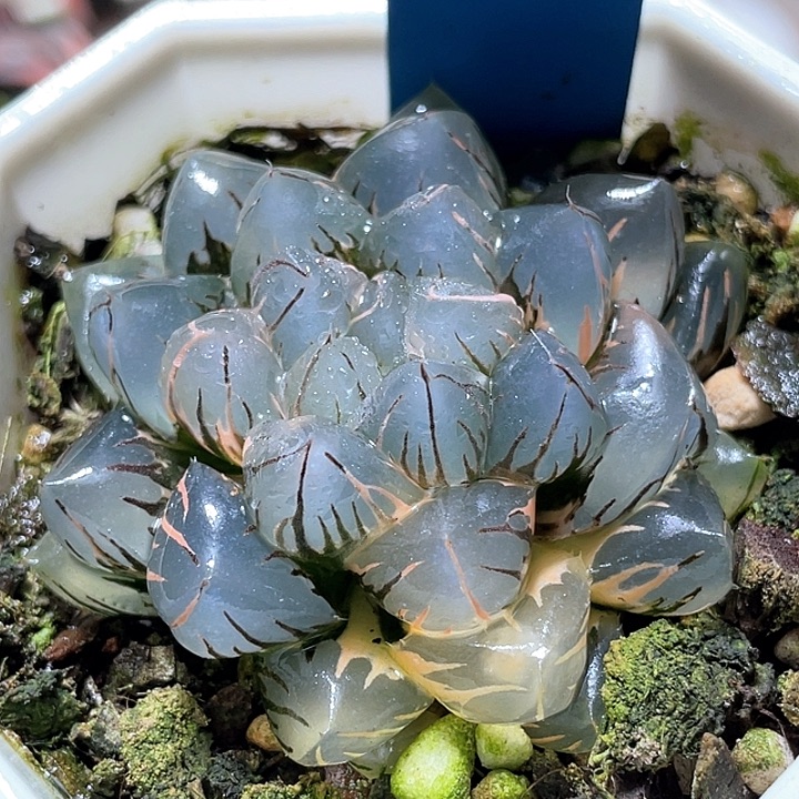 546水中月錦母本級別