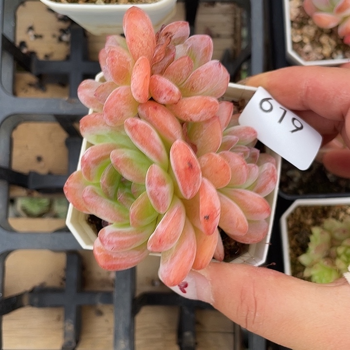 619。 蛋糕珍妮。       