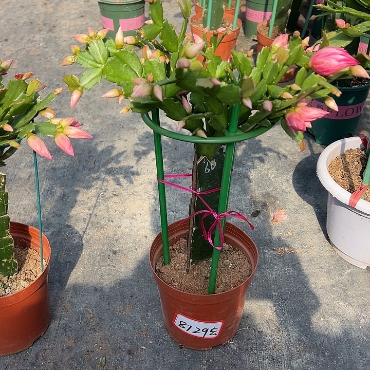 ****朵066蟹爪兰尾号8129