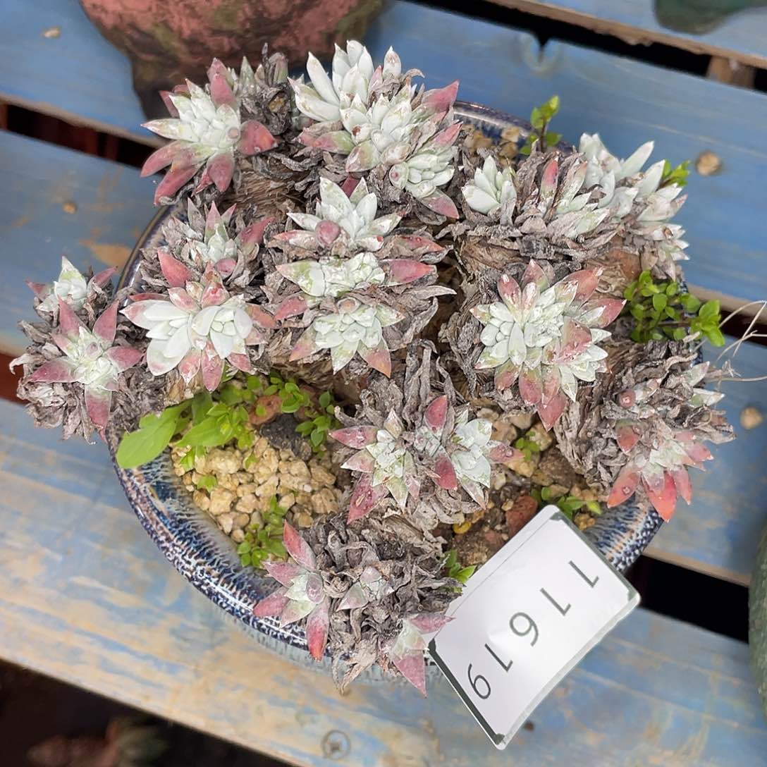 瑕疵特价菊售后11619