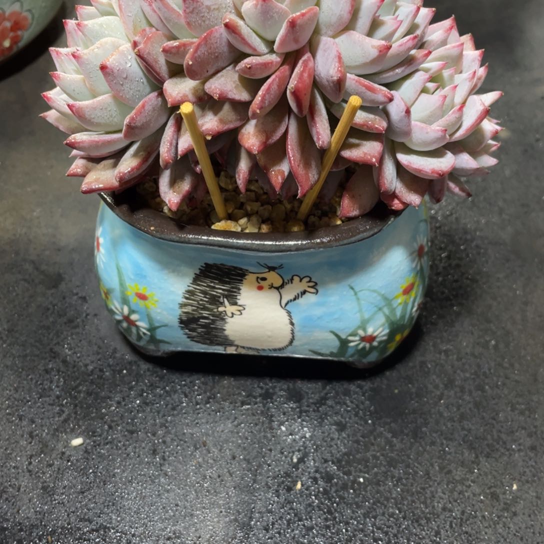 满68包邮发中通快递