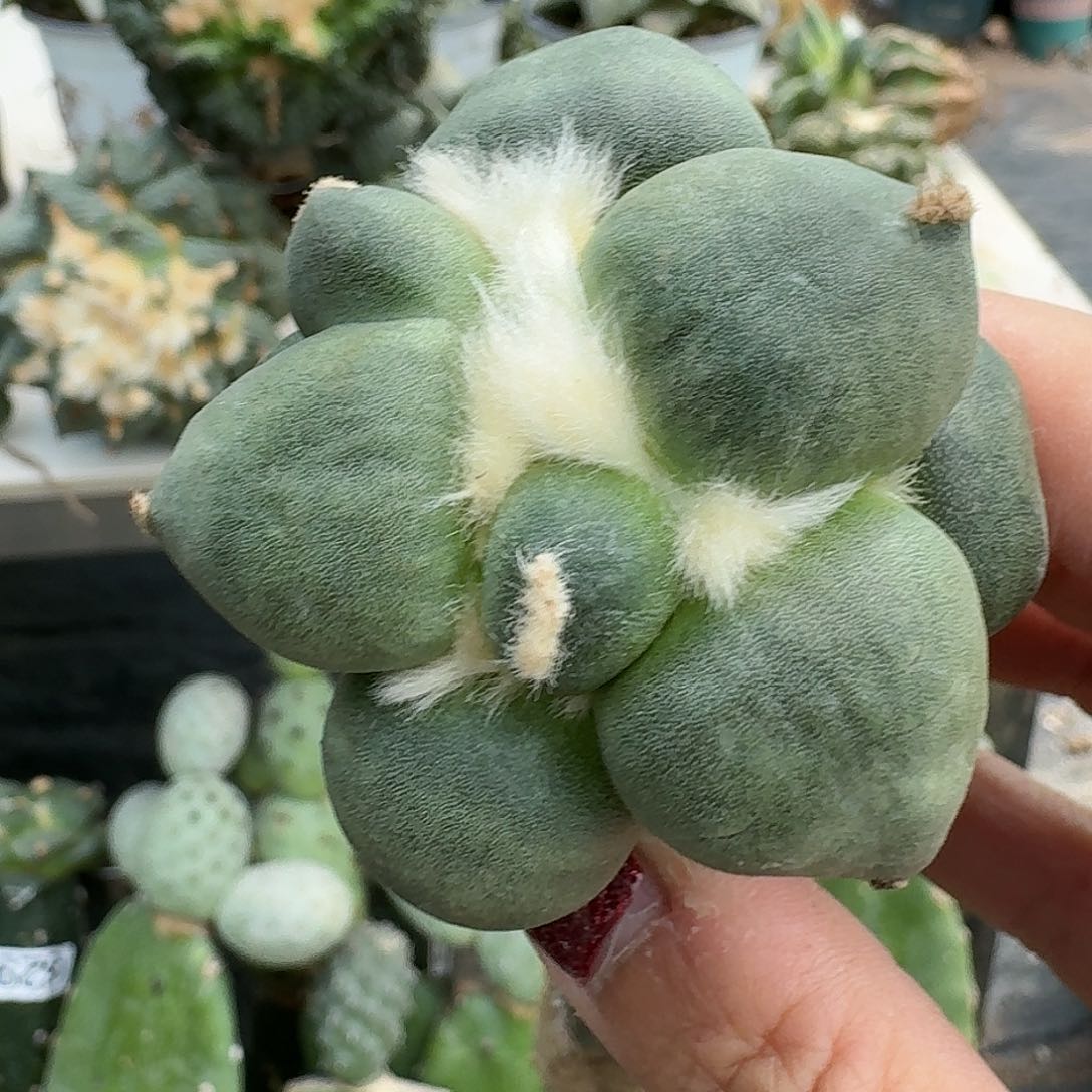 【闪购商品】无花朵光面圆球达摩蛋800