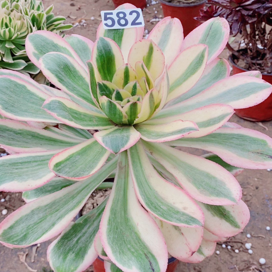 燕姿开播福利582