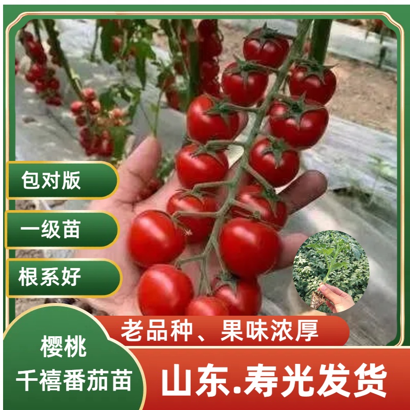 山东寿光红千禧樱桃西红柿苗小番茄圣女瀑布串串一串红各种菜种子