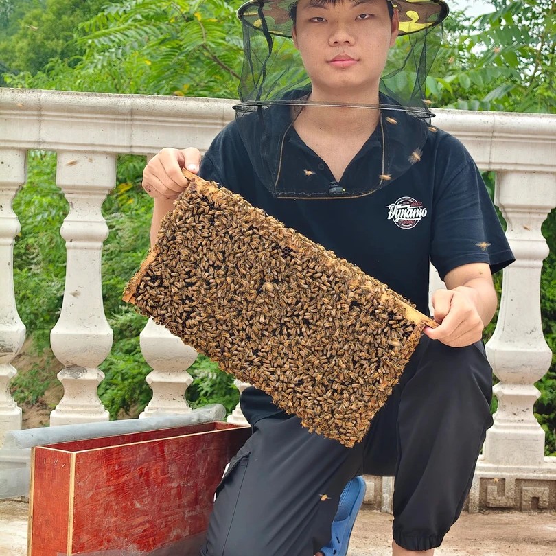 意蜂一斤无王蜂群包邮包活