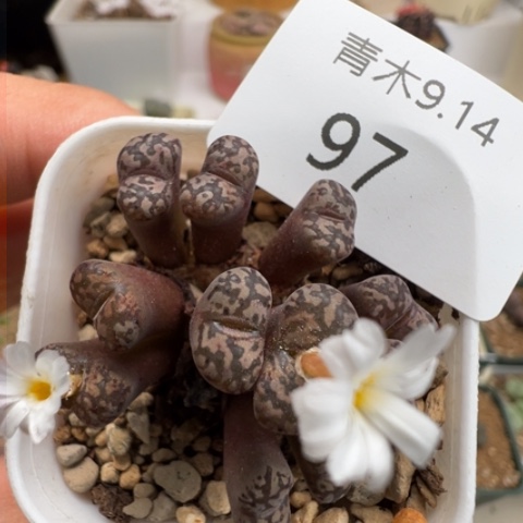 97 好看的风铃冲冲冲