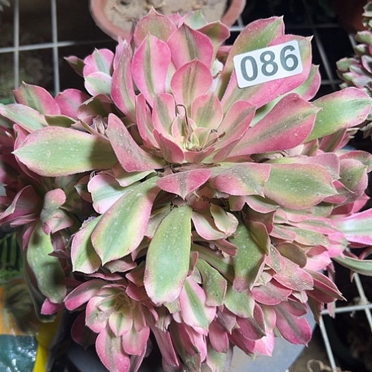 珊***儿一颗多肉木法师植物 086