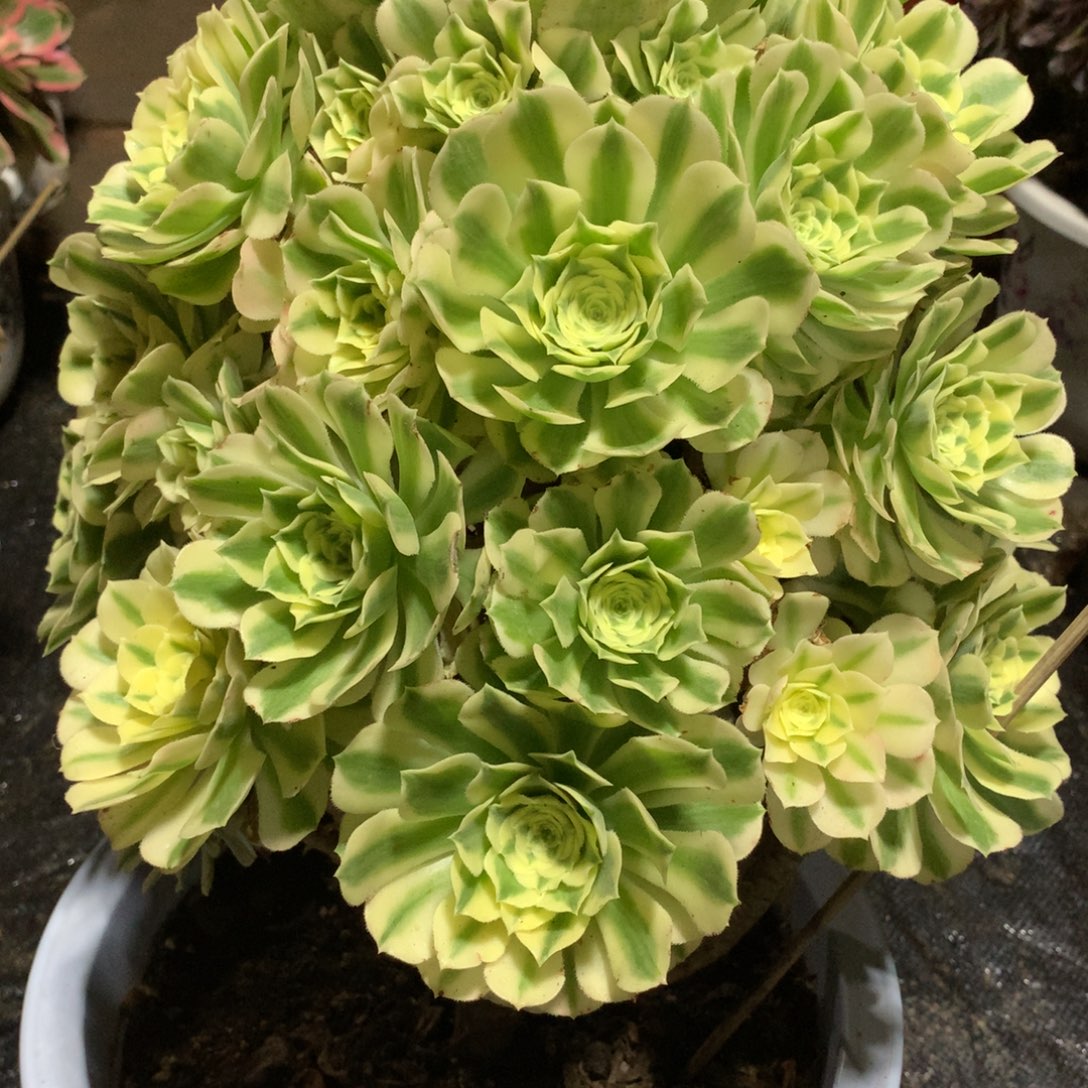 墨***侠迈巴赫老桩，有点微瑕