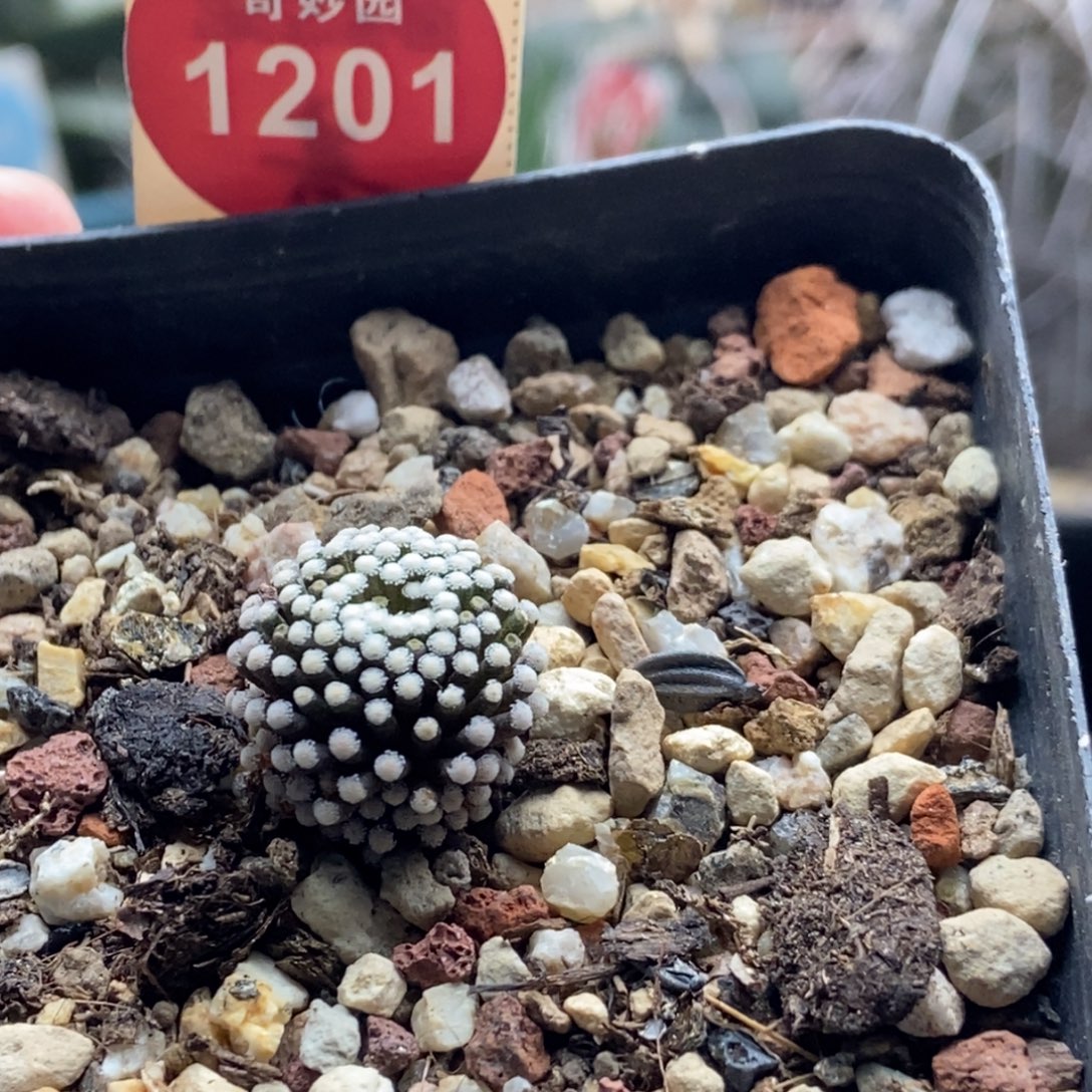 萝卜根松针牡丹1.5cm