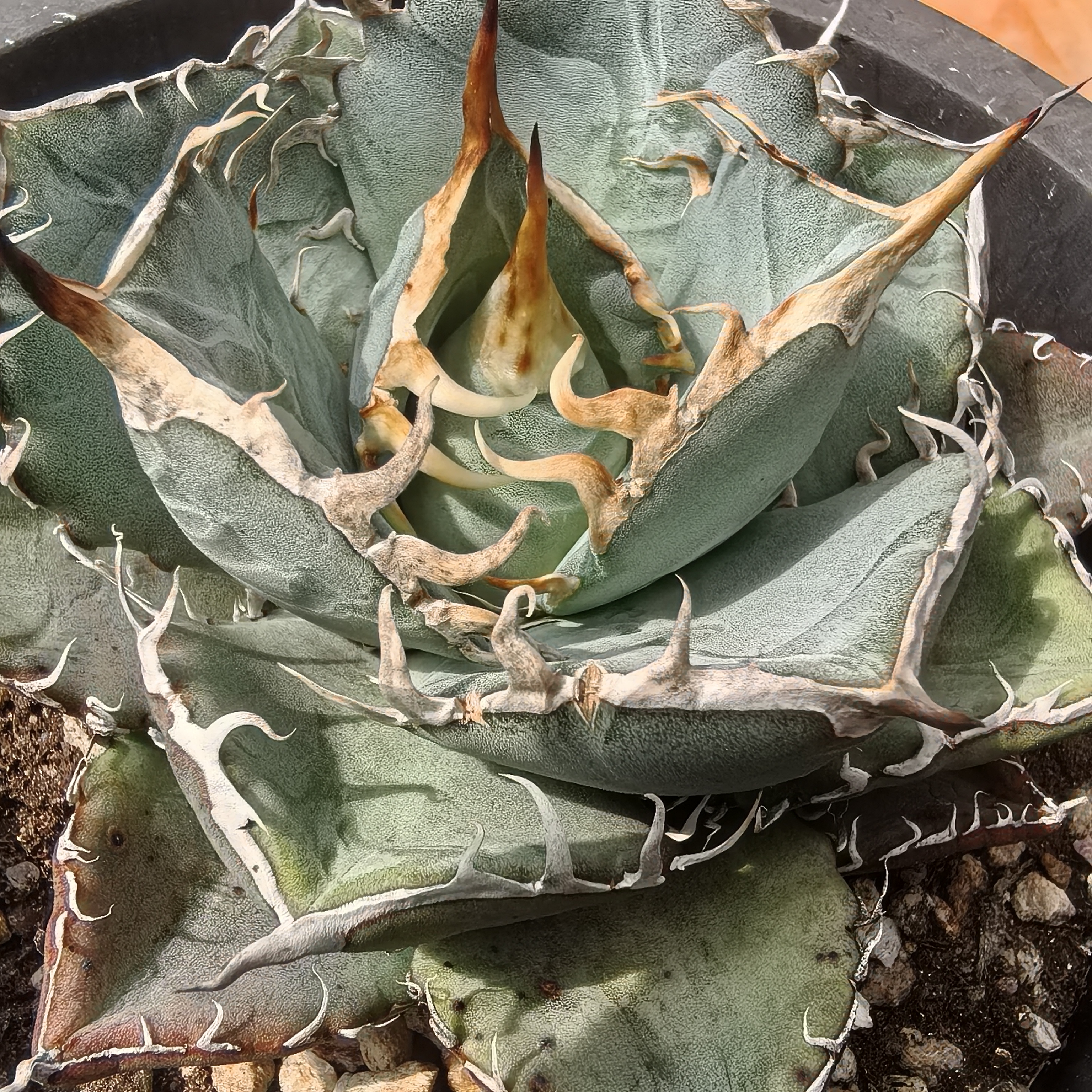 实生绿肌仁王冠 龙舌兰 一物一拍多肉绿植盆栽