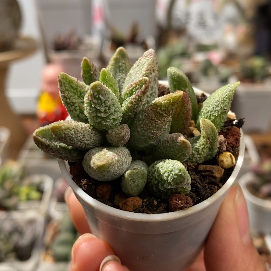 七彩仙女石水泡多肉植物