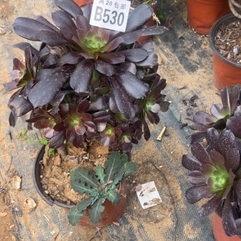 530荷兰玫瑰不包断枝