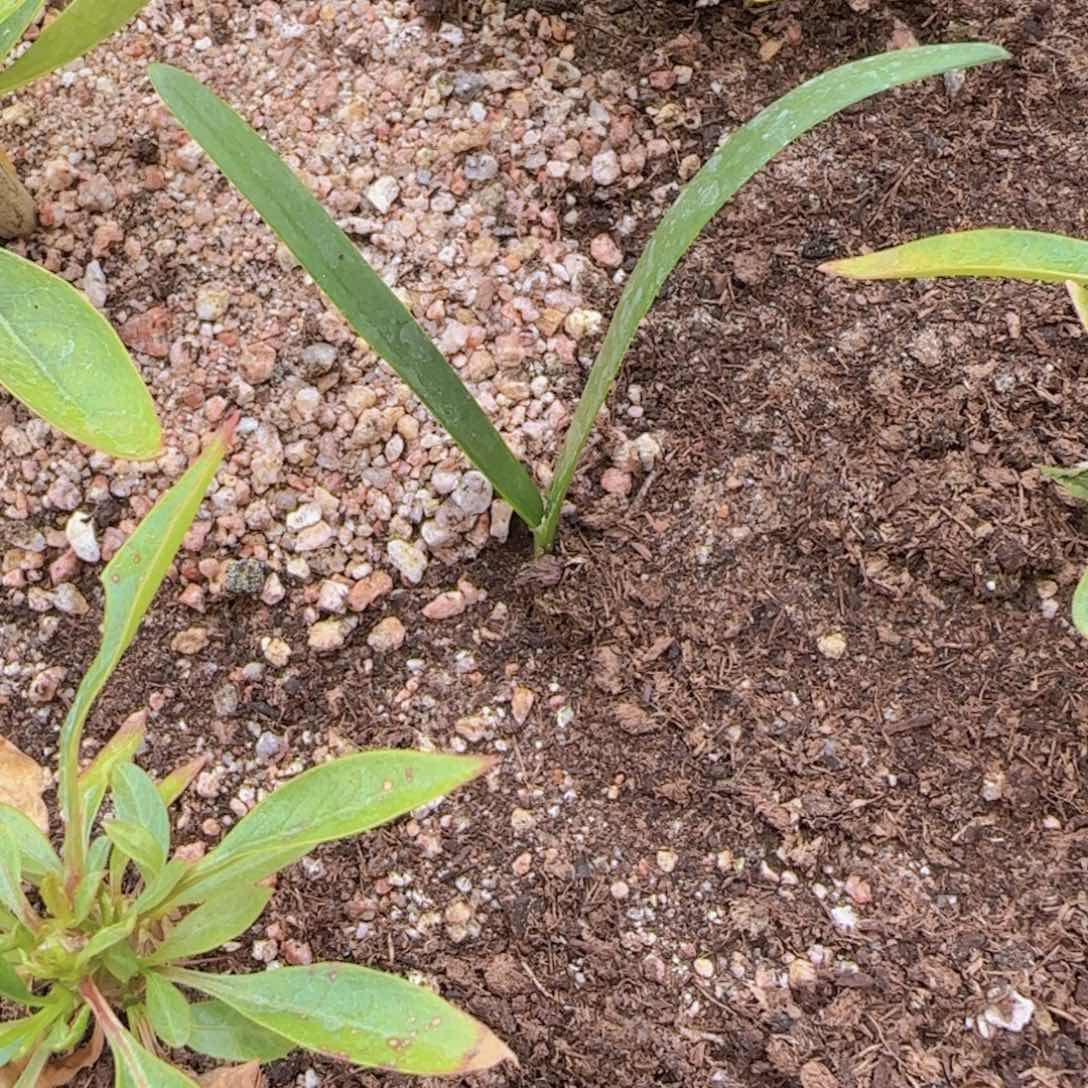 想****漂块根植物块根植物