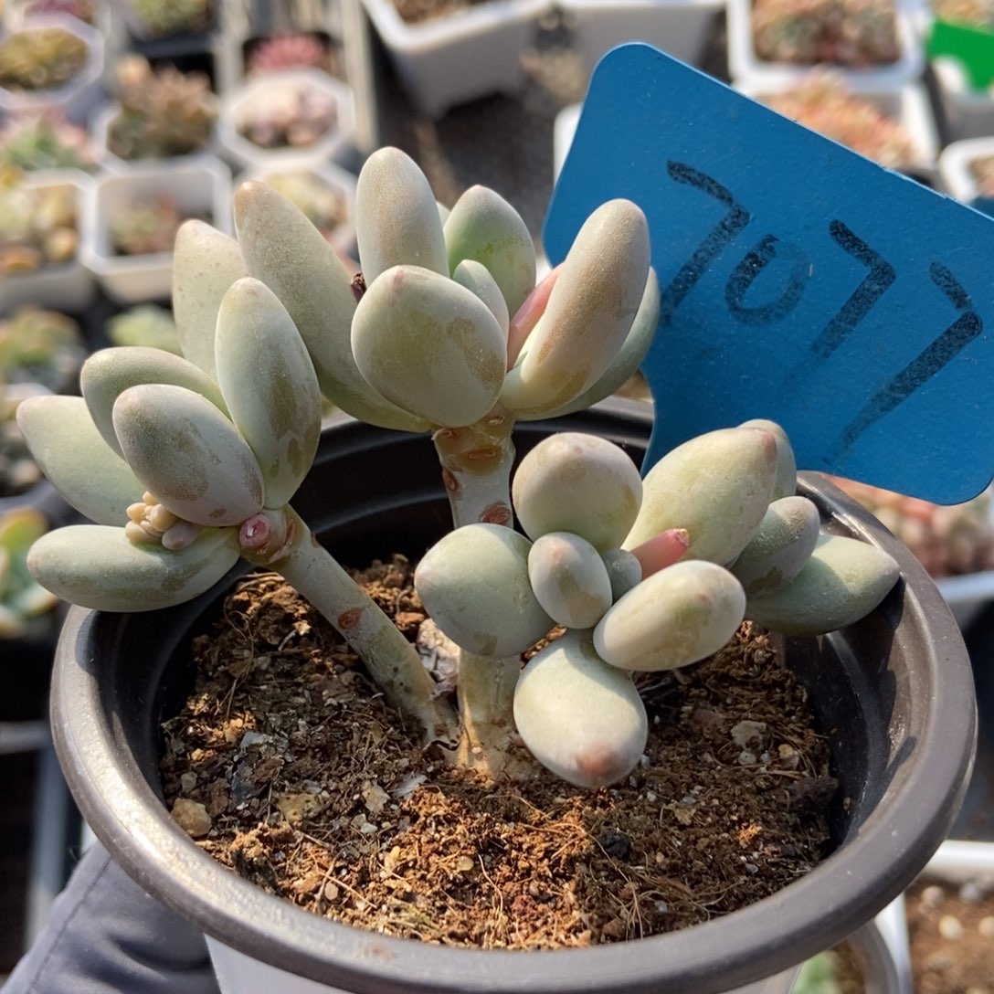 7077白兰地多肉植物保护