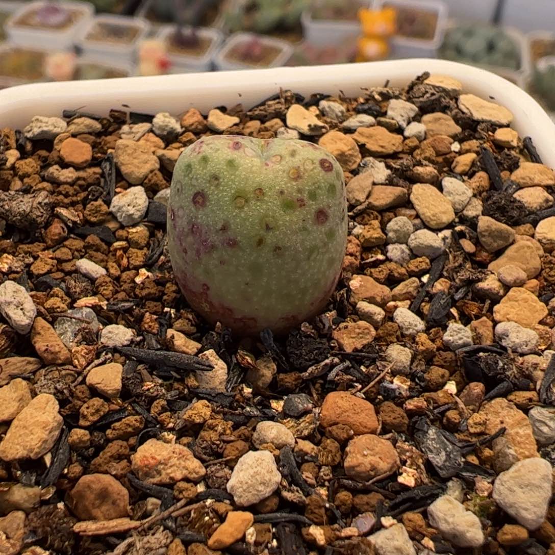 451多肉植物百科