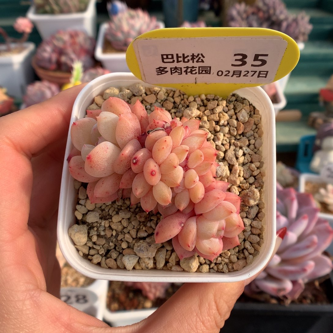 35太妃糖缀化多肉植物