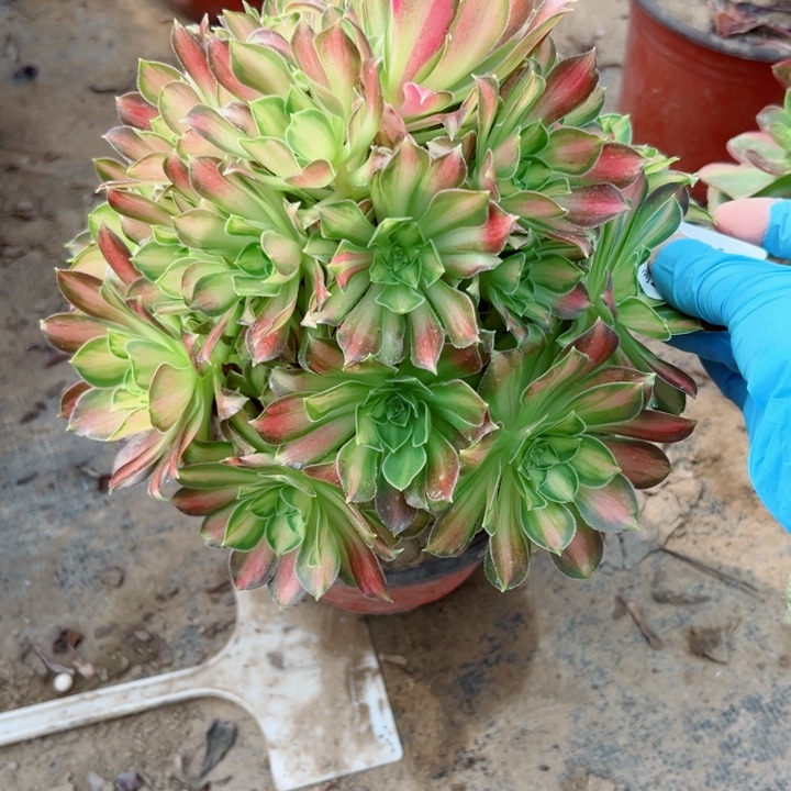 919韶华多肉植物