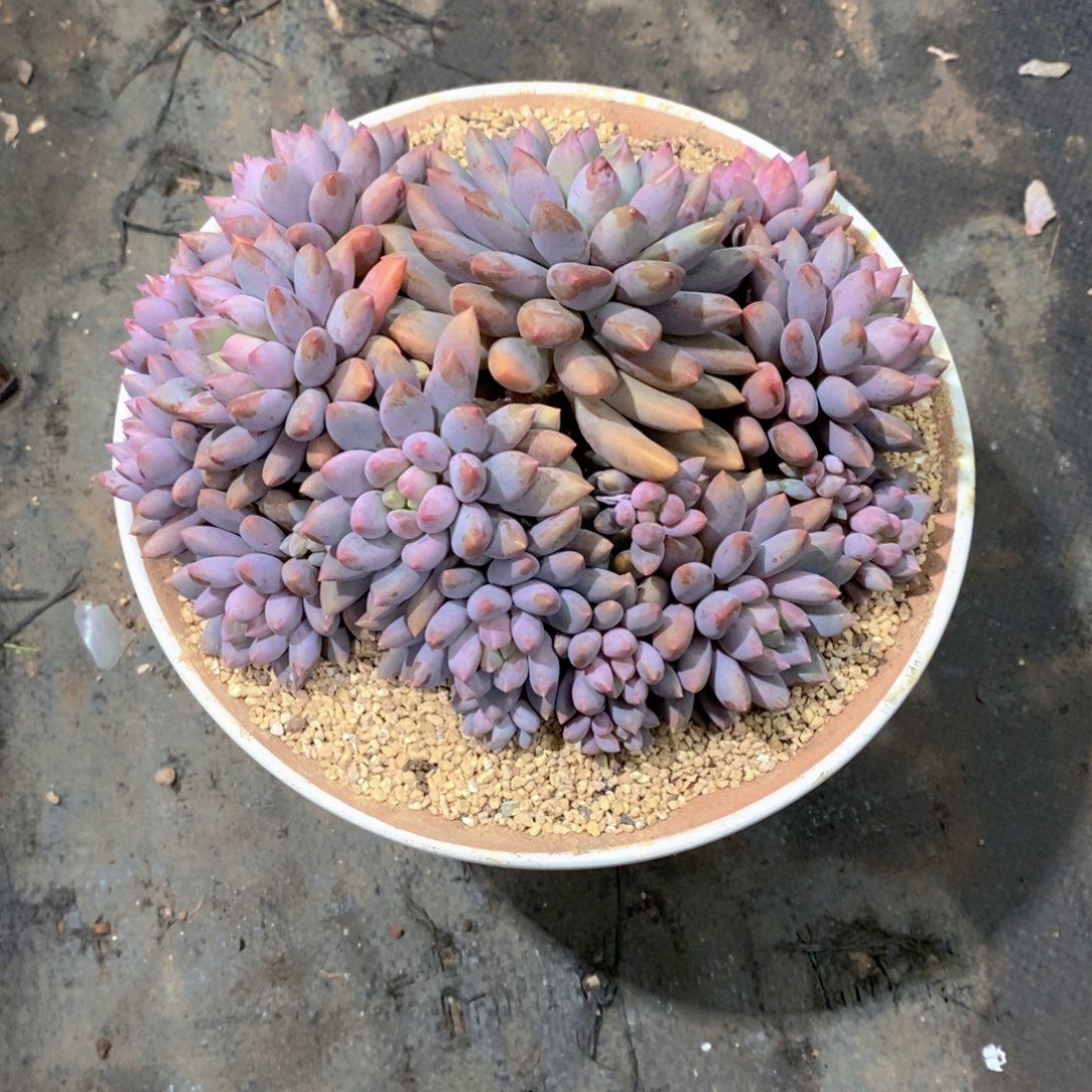 ゆ***i蓝精灵多肉植物大群