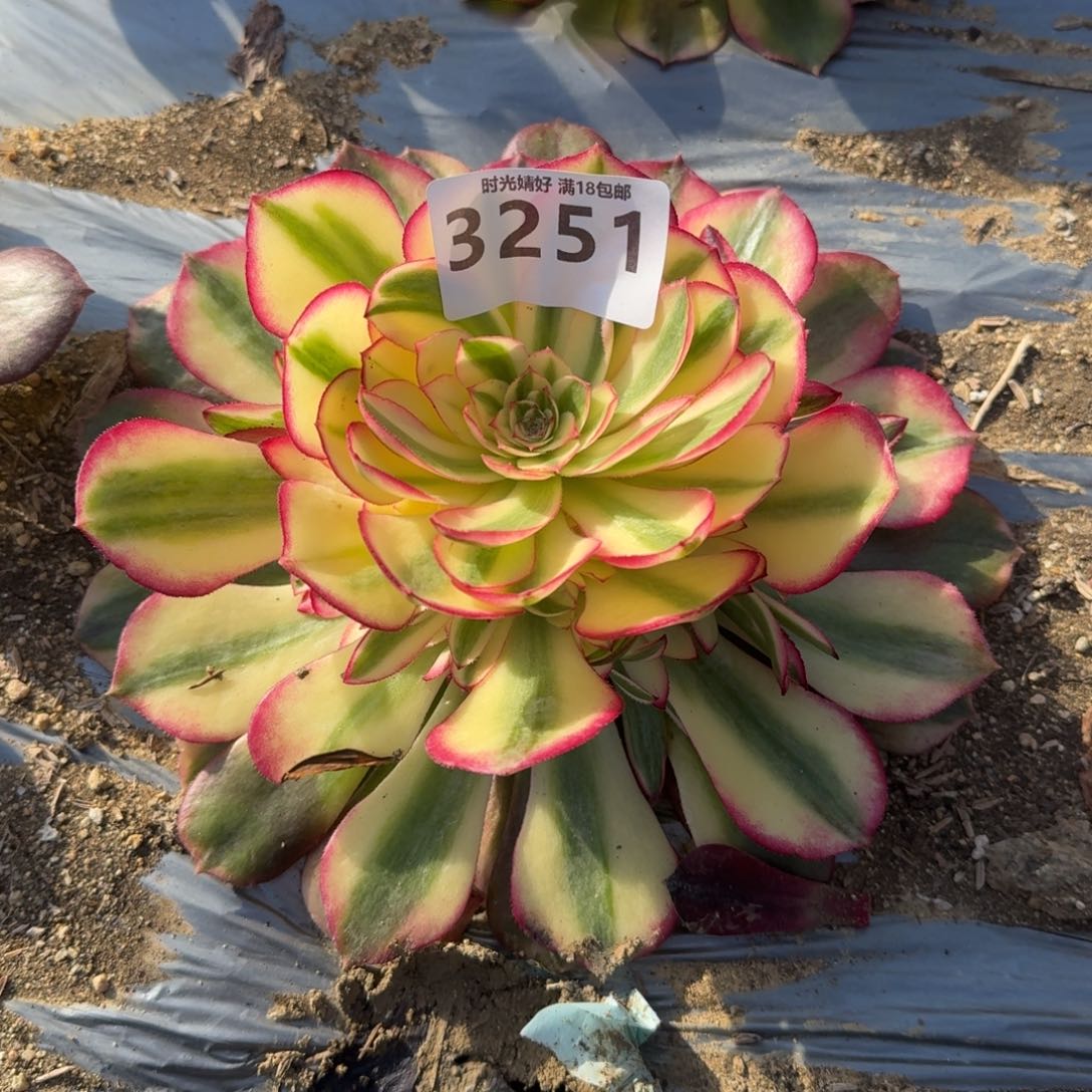 3251荔枝多肉植物