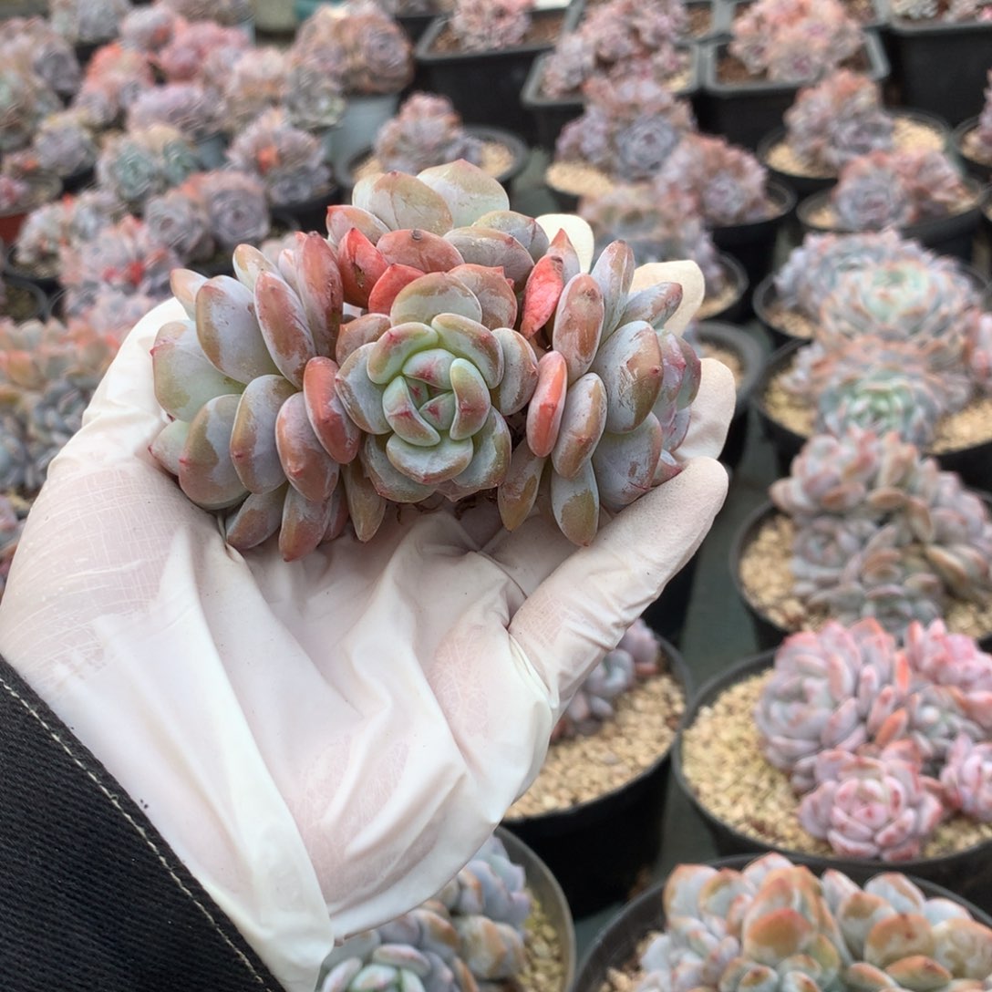 无花朵哈哈哈哈哈哈哈哈哈18