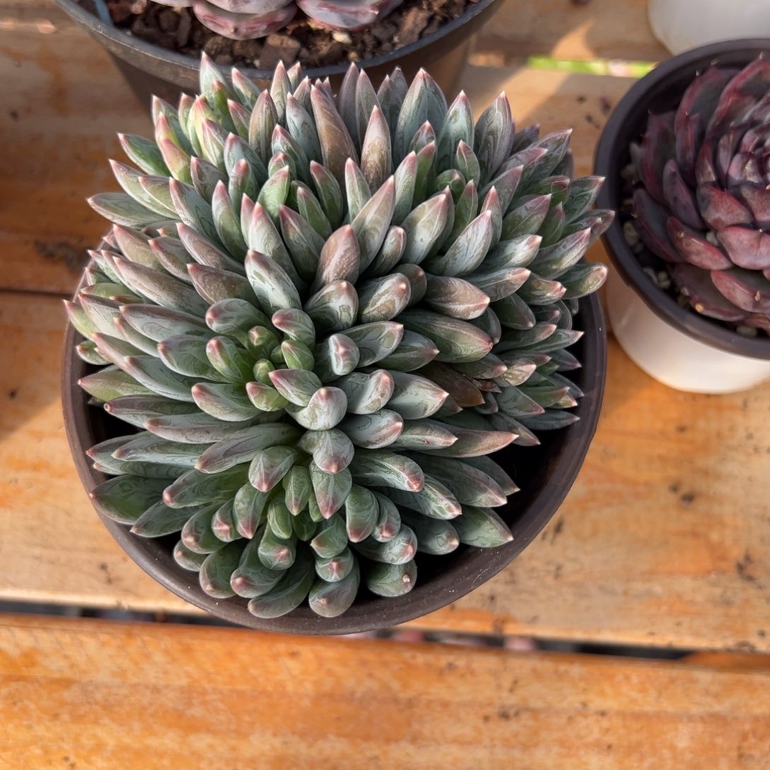 多肉炫彩星【非偏远地区满18包邮】