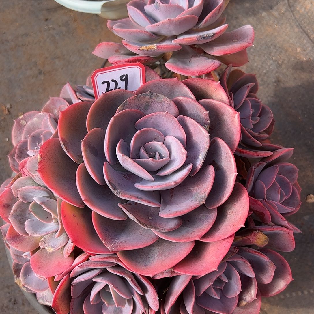 229号尘埃玫瑰，一物一拍