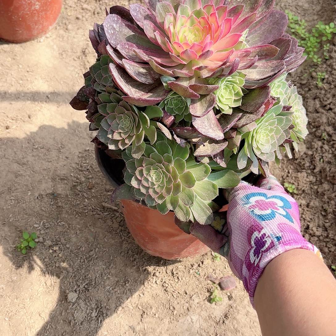 Q. 283万花筒多肉1111