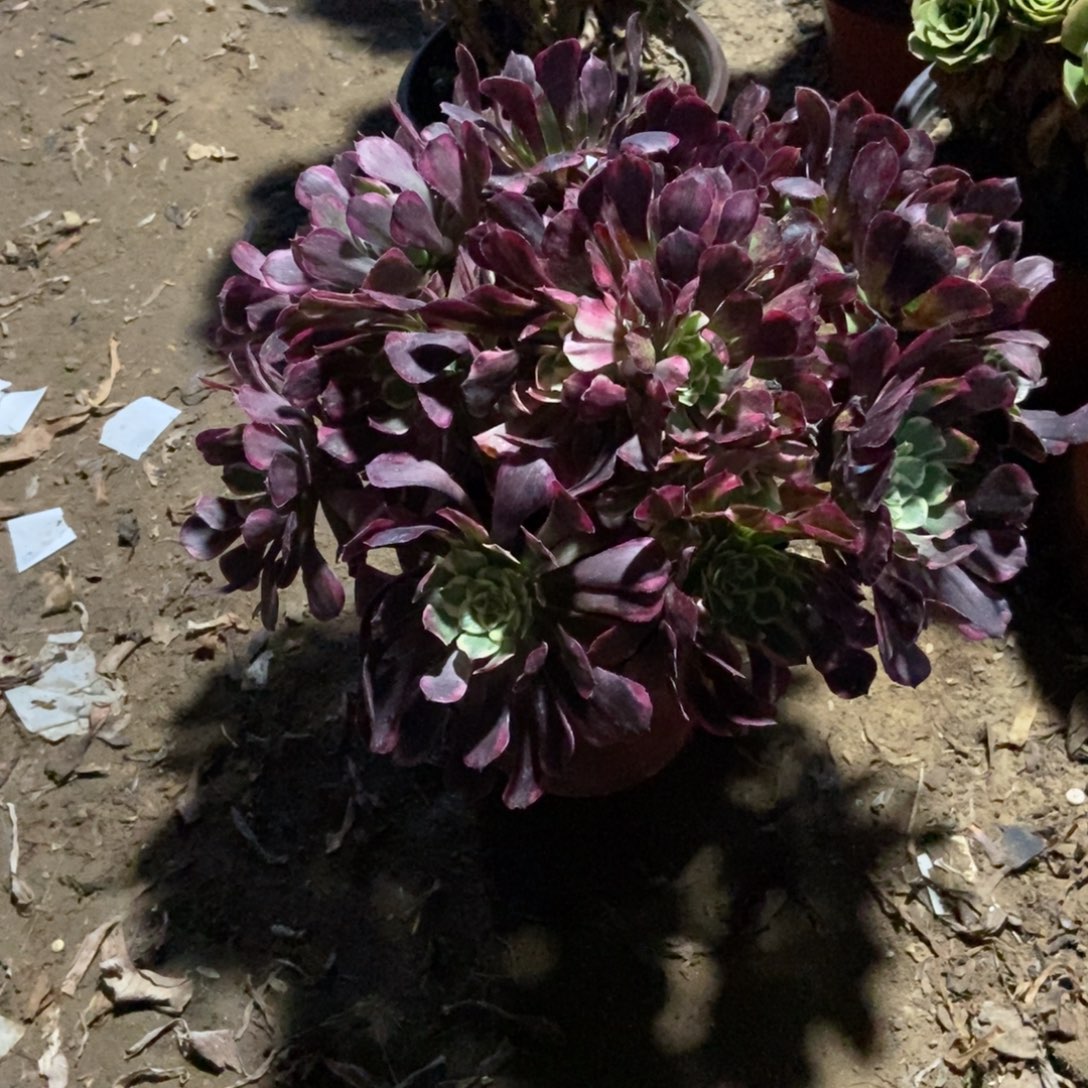 12号链接水墨画法师