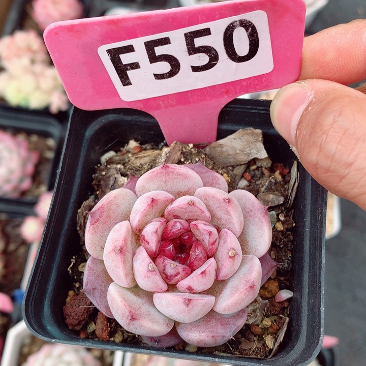 石榴石5.5cm多肉植物