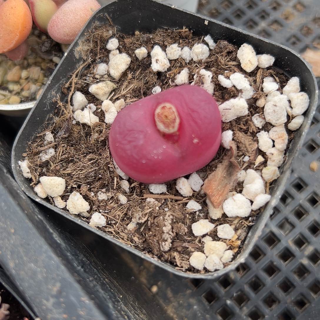 多肉植物毛汉尼单头