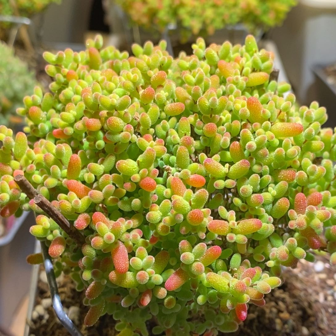 蜜桔枝干番杏851