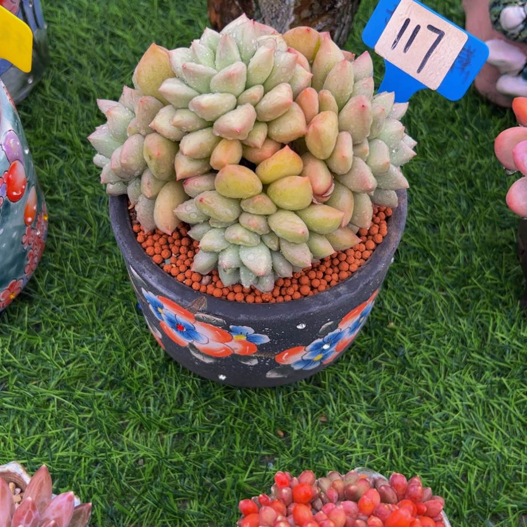 微*胖题黄金象牙117号