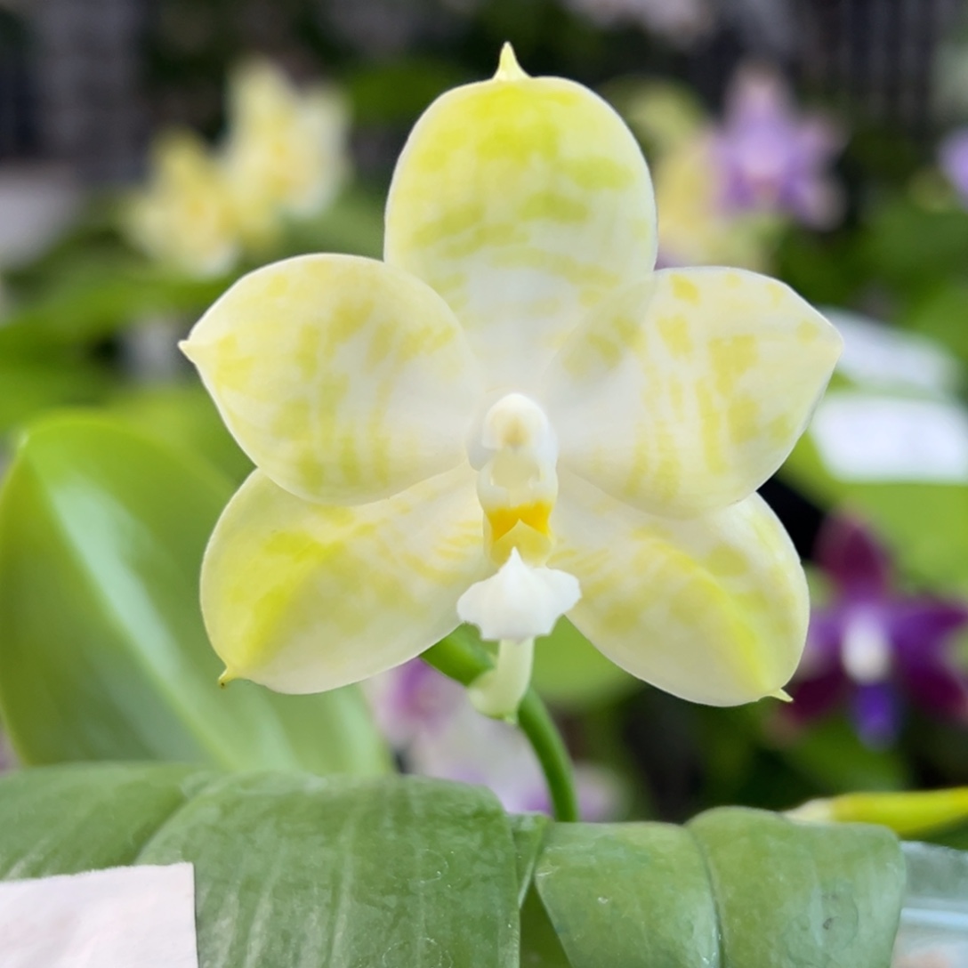完全开放4号开花株，少根