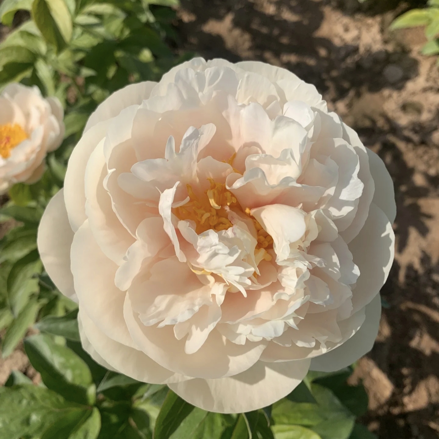 典雅香槟进口观赏芍药花苗带根块多年生正宗重瓣夏威夷珊瑚芍药花