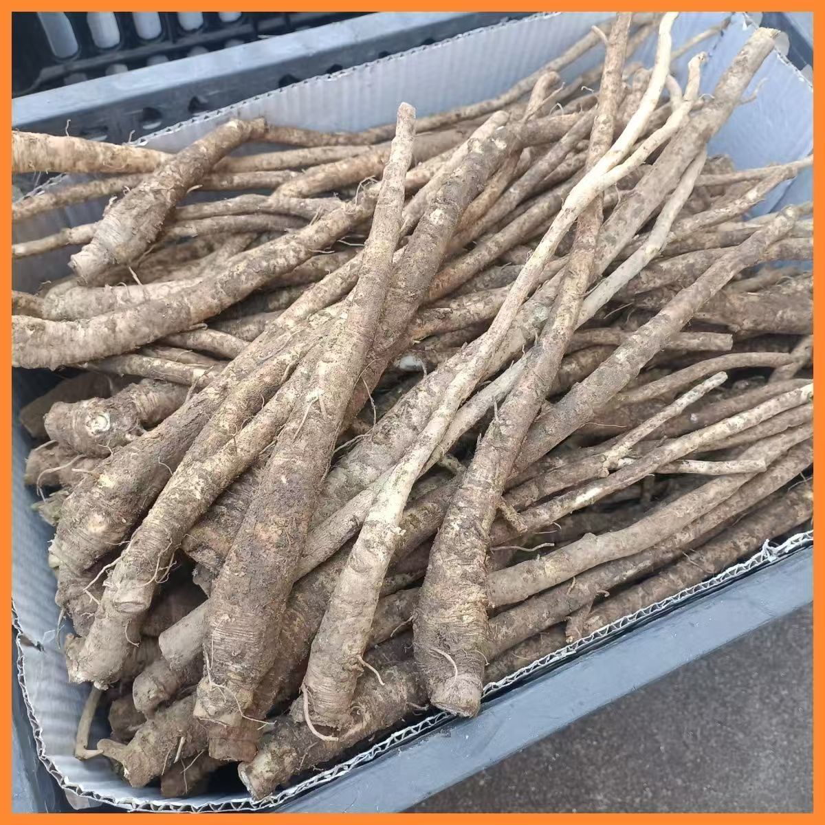 新鲜茴香根云南特色蔬菜时令煲汤根茎菜食用月子健康滋补中气当季