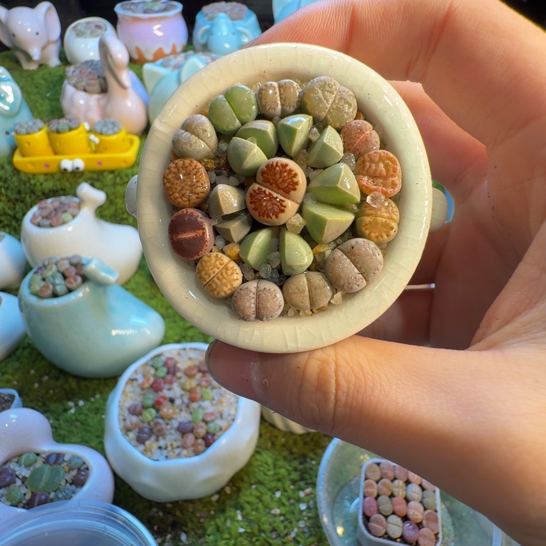 小***爽多肉植物和植物等1375